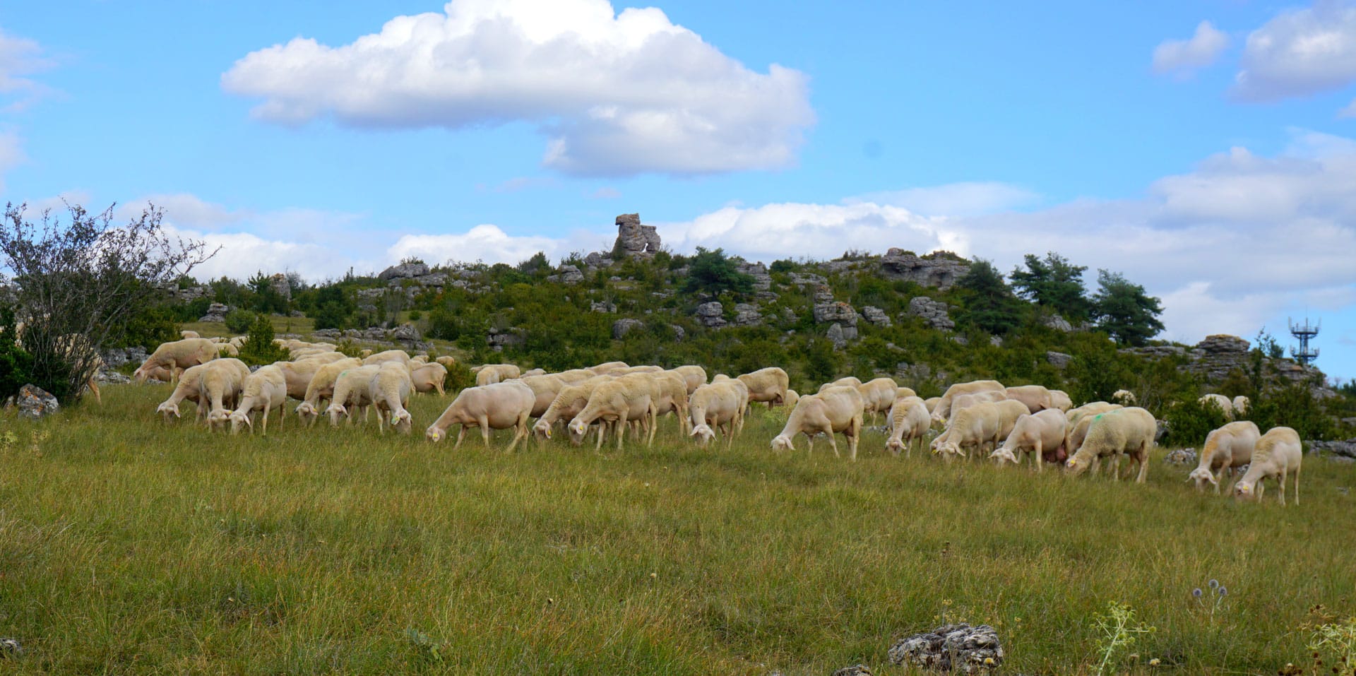 Lire la suite à propos de l’article Clavelée ovine et variole caprine : fiche réflexe pour les éleveurs