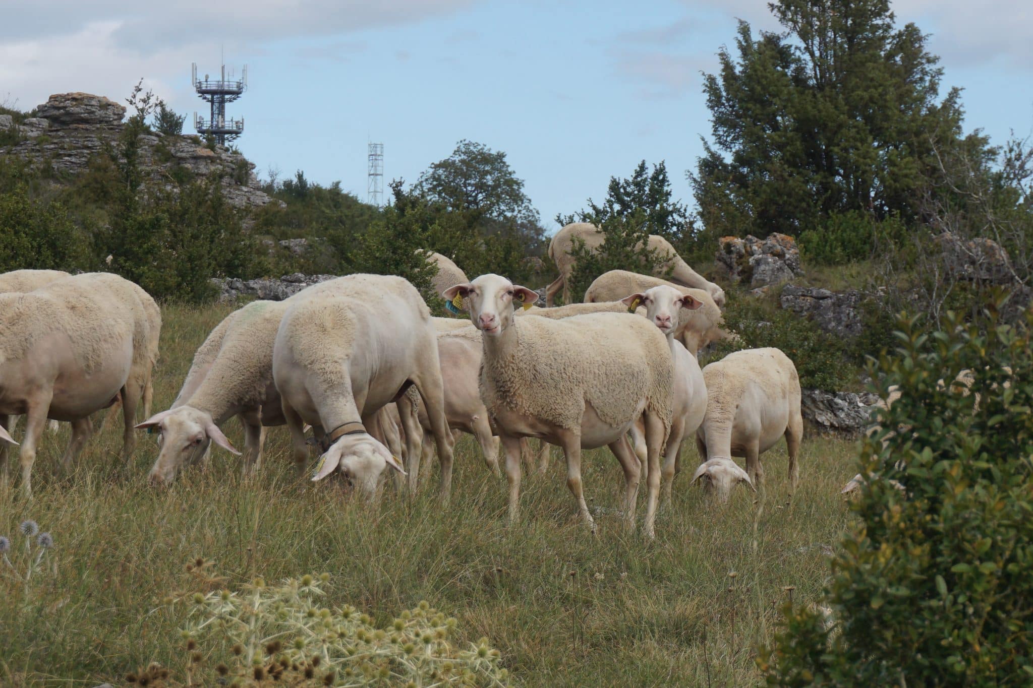 Lire la suite à propos de l’article Vigilance renforcée face aux maladies animales