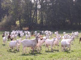 Pâturage 1 - Copie
