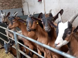 elevage-caprins