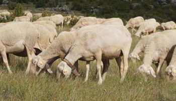 maladie-border-brebis