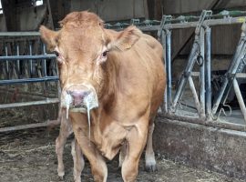 maladie-fco-mhe-bovin