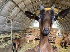 mycoplasme-maladie-caprine-2