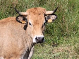 neosporose-maladie-bovine