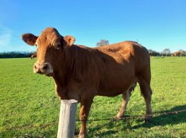 paratuberculose-bovine