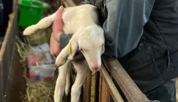 tracabilité-animale